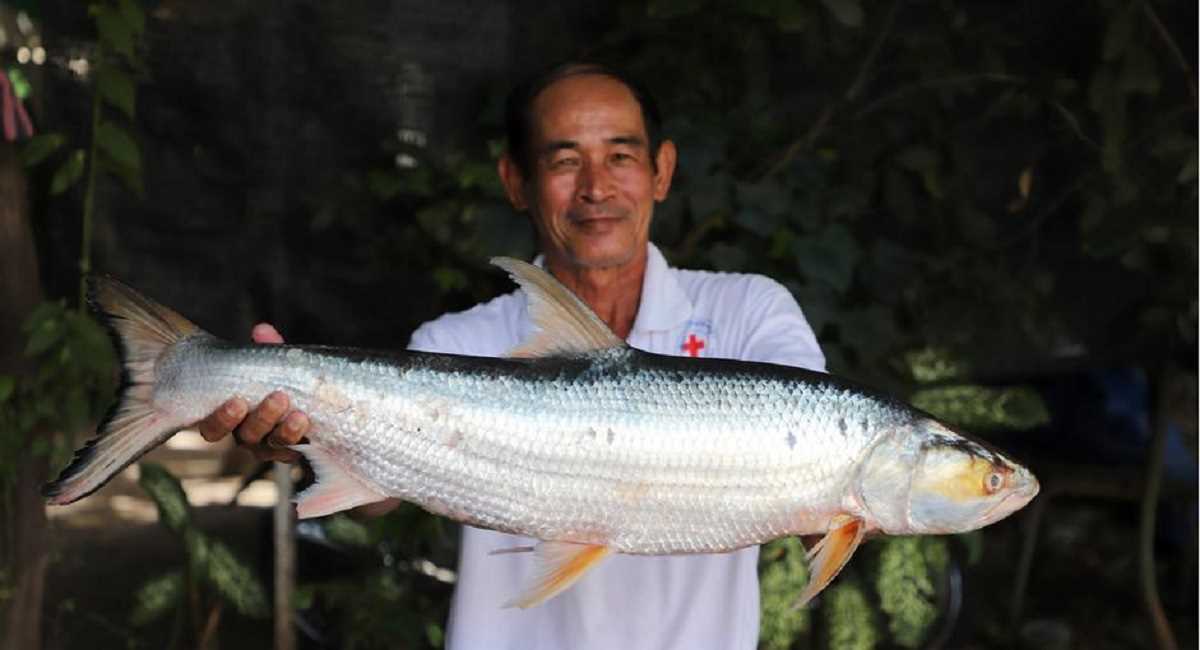 विलुप्त मान ली गई विशाल सैल्मान कार्प मछली दिखी
